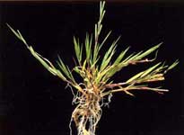 Agrostis Stolonifera