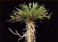 Agrostis Tenuis