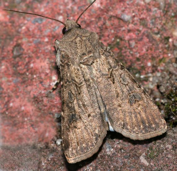 Agrotis Segetum Mariposa
