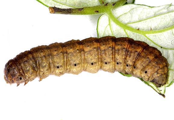 Gusano Gris - Agrotis Segetum