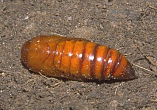 Gusano Gris - Agrotis Segetum - Pupa