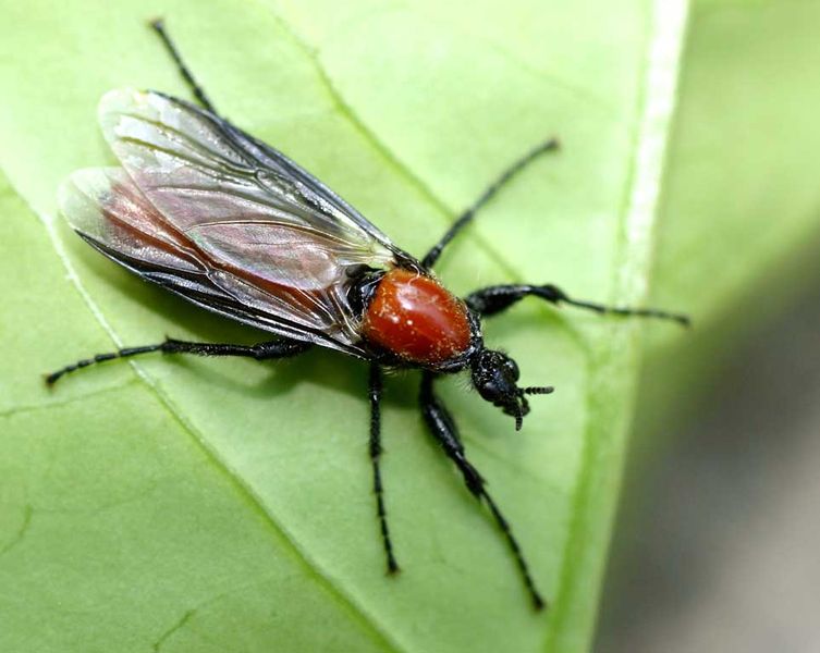Bibio Hortulanus