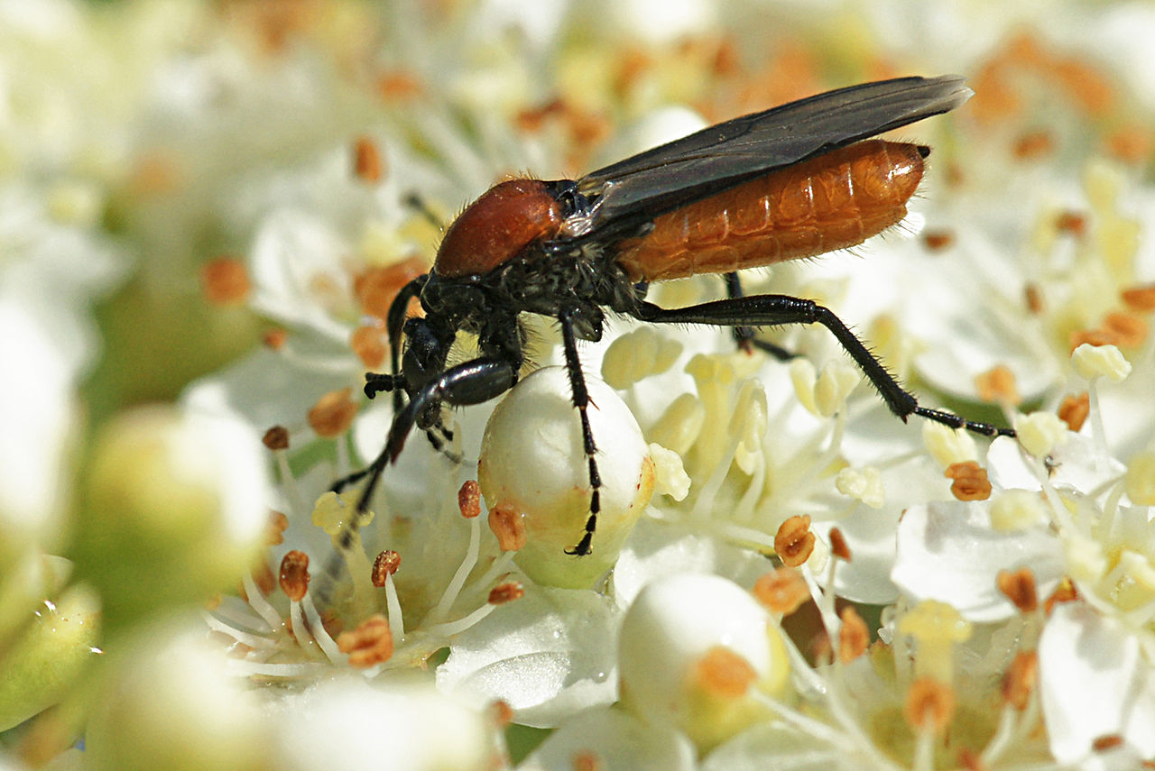 Bibio Hortulanus