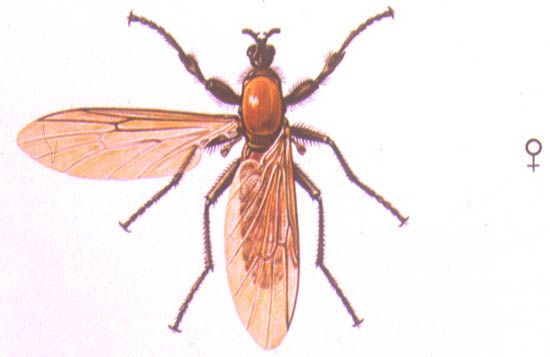 Bibio Hortulanus - Hembra