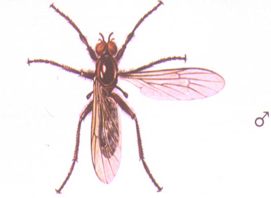 Bibio Hortulanus - Macho