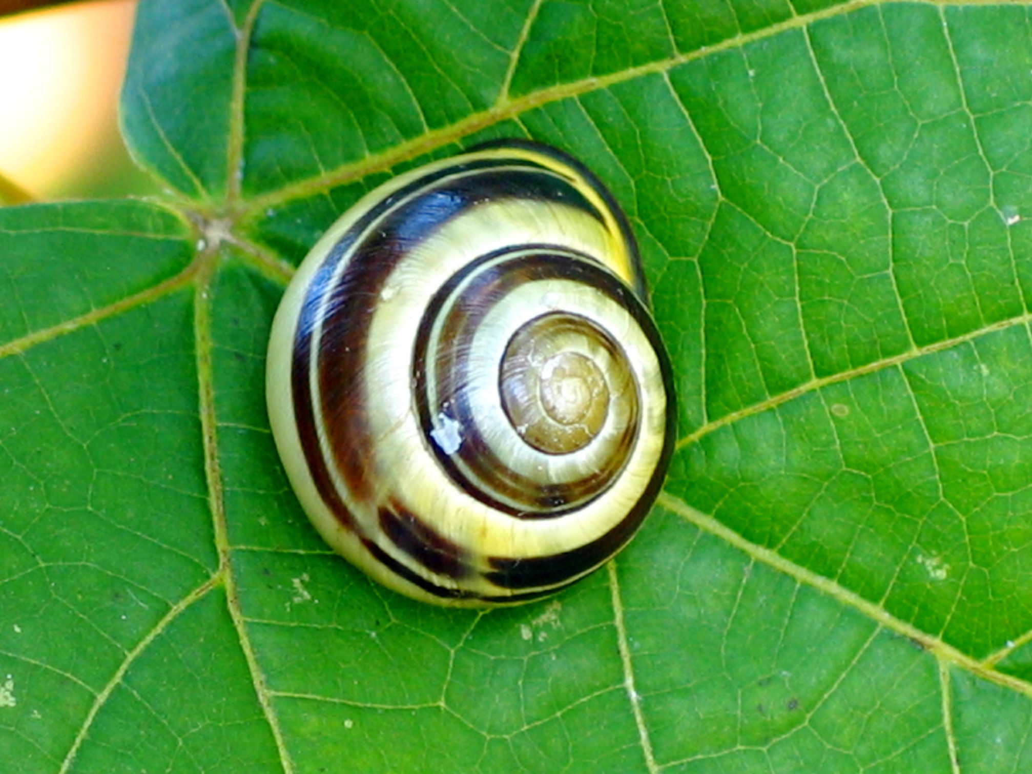 Caracol