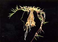 Bermuda, Cynodon dactylon