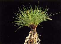Festuca Ovina