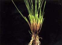 FESTUCA ROJA, Festuca rubra rubra