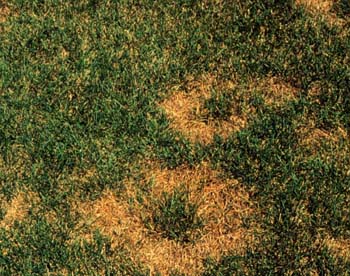 Fusarium de verano