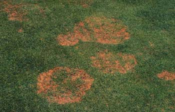 Fusarium de verano