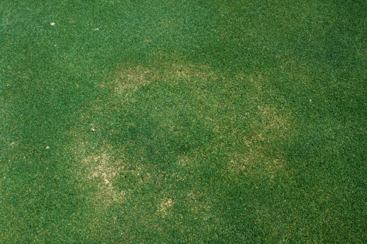 Fusarium de verano
