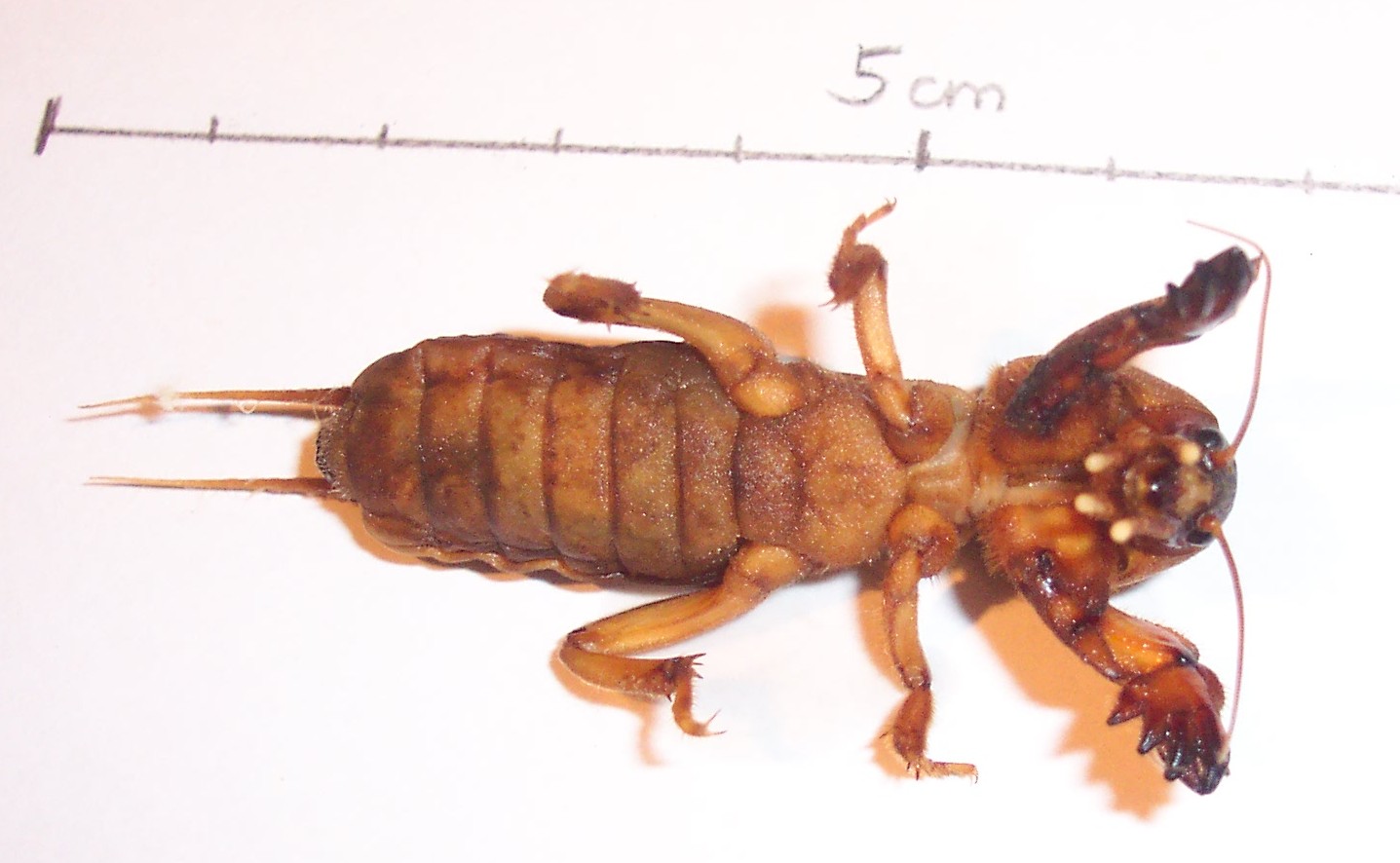 Gryllotalpa gryllotalpa