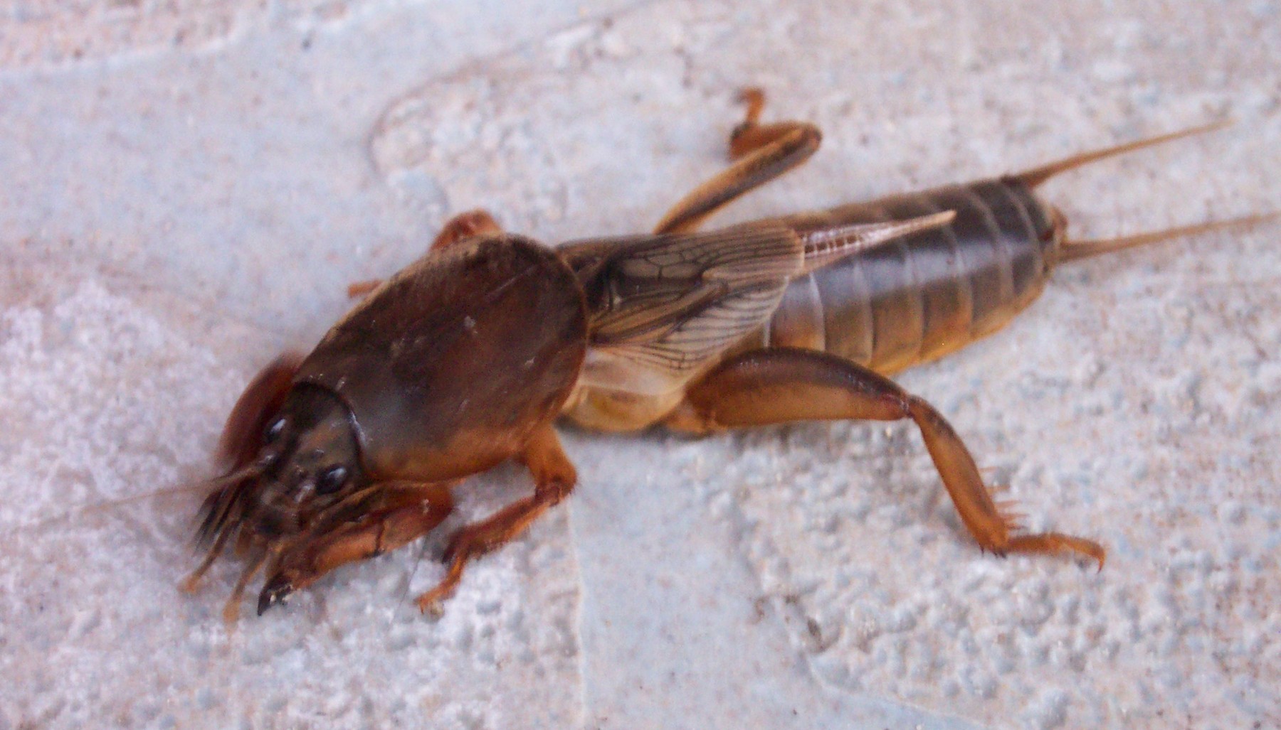 Gryllotalpa gryllotalpa
