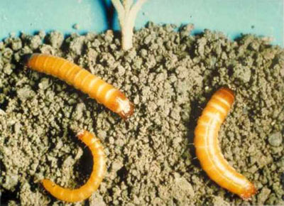 Gusano Alambre - Agriotes lineatus
