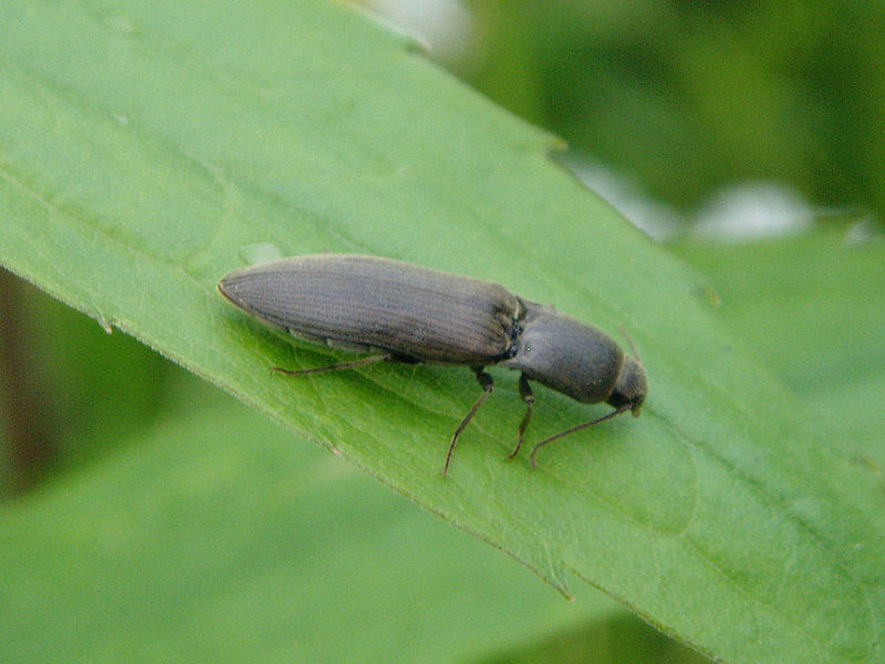 Agriotes Lineatus - Escarabajo