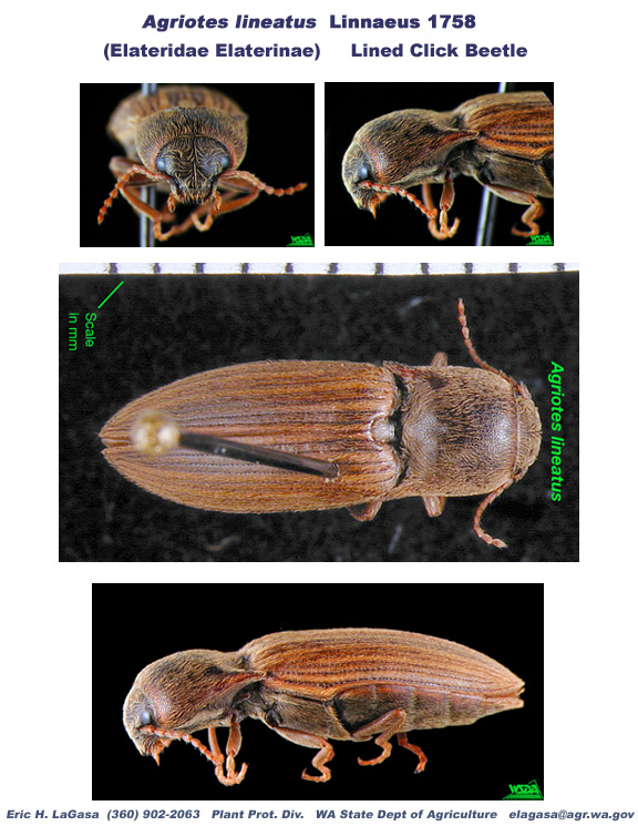 Agriotes Lineatus - Escarabajo
