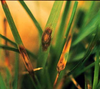 Helminthosporium