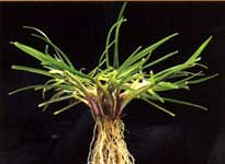 RAY-GRASS PERENNE o INGLÉS - BALLICO, Lolium Perenne