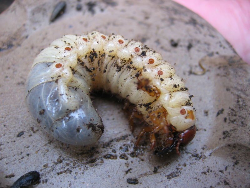 Melolontha melolontha Larva