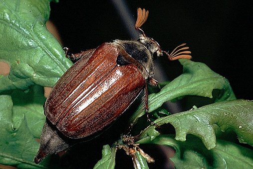 Melolontha melolontha Escarabajo