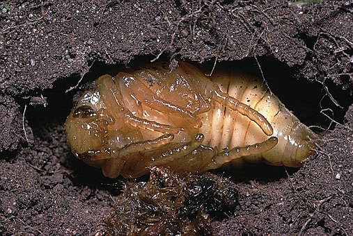 Melolontha melolontha Pupa