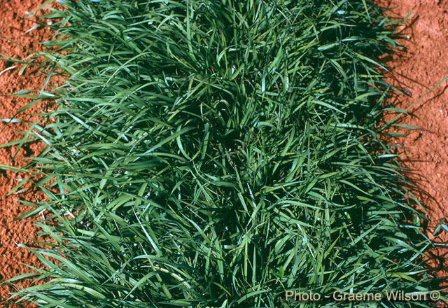 Bahía Grass, Paspalum notatum