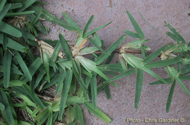 KIKUYO, Pennisetum clandestinum