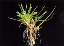 POA DE LOS PRADOS - KENTUCKY BLUE GRASS, Poa Pratensis