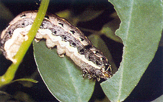 Rosquilla Negra - Spodoptera Littoralis
