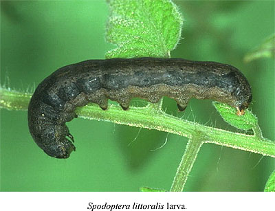 Rosquilla Negra - Spodoptera Littoralis