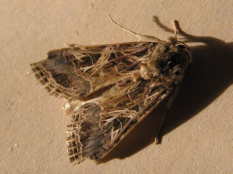 Rosquilla Negra - Spodoptera Littoralis - Mariposa