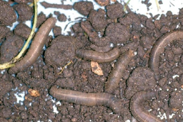 Típula - Larva