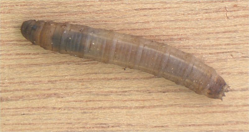 Típula - Larva