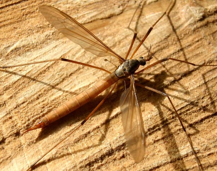 Tipula Oleracea - Mosquito Hembra
