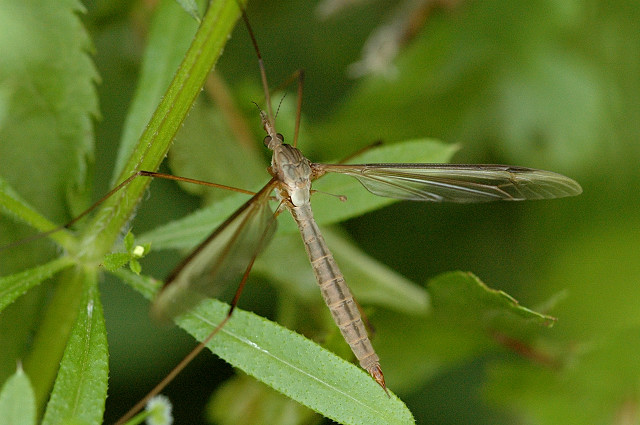 Tipula Oleracea - Mosquito Hembra