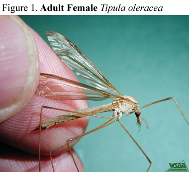 Tipula Oleracea Hembra
