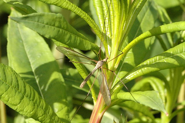 Tipula Oleracea - Mosquito Macho