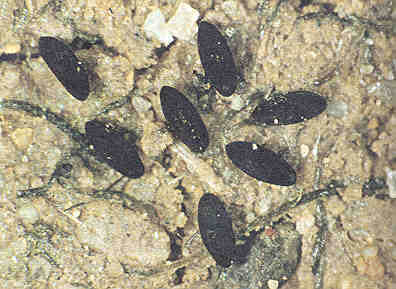 Típula Oleracea - Pupa
