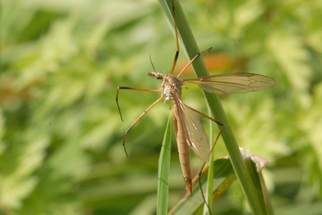 Típula Paludosa - Mosquito Hembra