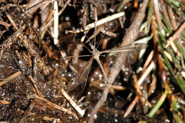 Típula Paludosa - Mosquito Macho