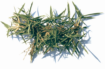 ZOYSIA, Zoysia japónica