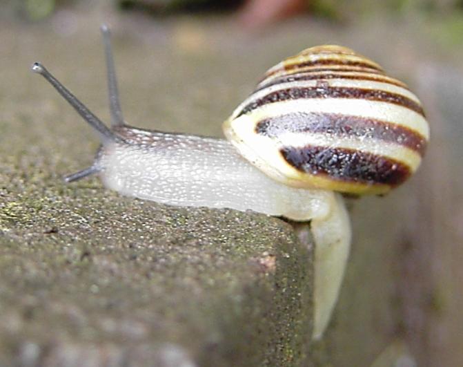 Caracol