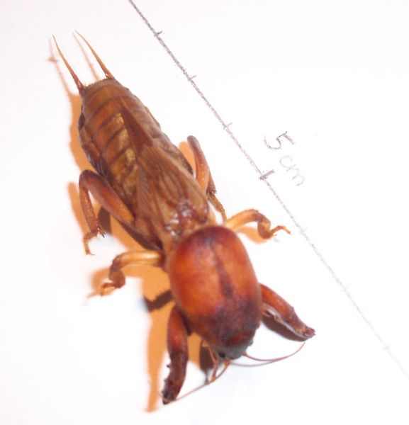 Gryllotalpa gryllotalpa