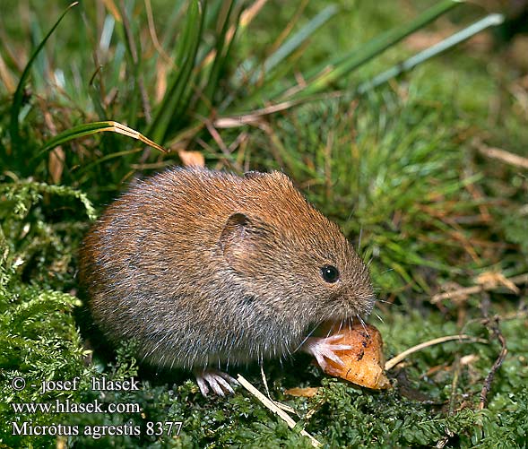 Topillo - Microtus Agrestis