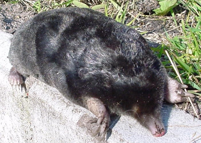 Topo